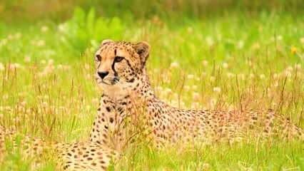 cheetah in the grass © А Васильев