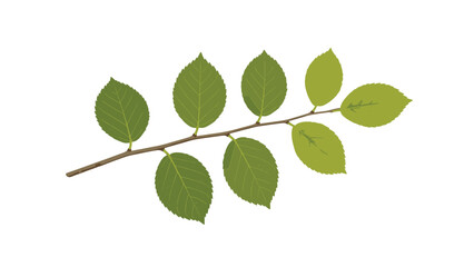 Fototapeta premium Simple green branch from a deciduous tree with multiple oval leaves arranged along the stem on a white base.