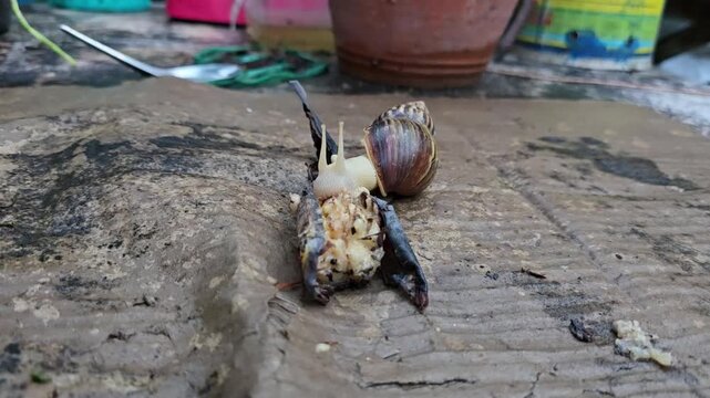 African giant snail is eating rotten banana on wet cardboard. Uses its radula, which is thin toothed plate, to scrape and cut food into mouth. Cornu aspersum are invertebrates and move slowly. Spoiled