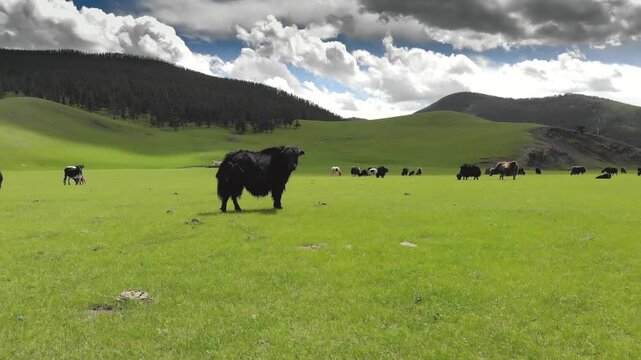 Bos grunniens yak cattle graze on lush meadow grassland across Asian plateau hills. Shaggy tartary ox herd feeds fresh pasture beneath stormy clouds over remote steppe.