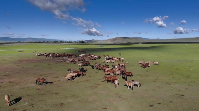 Aerial view shows Mongolian herders training free roaming horses over green steppe pasture. High angle footage follows nomad ranchers taming feral equines sprinting through open rangeland, Mongolia.