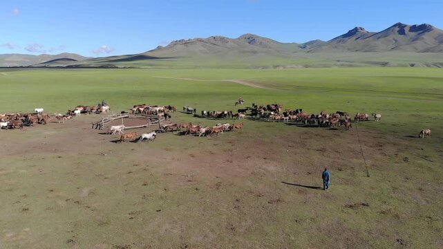 Aerial view shows Mongolian herders training free roaming horses over green steppe pasture. High angle footage follows nomad ranchers taming feral equines sprinting through open rangeland, Mongolia.