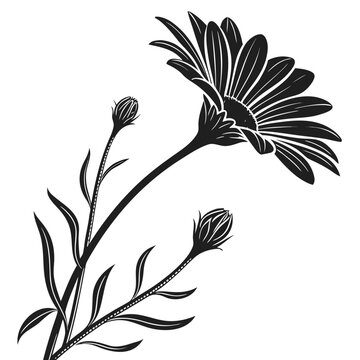 ursinia silhouette vector