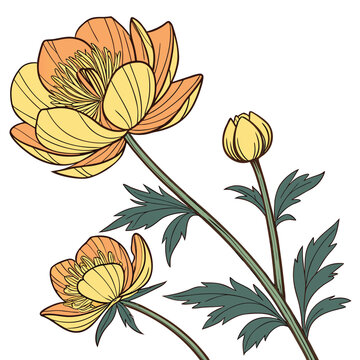 trollius chinensis