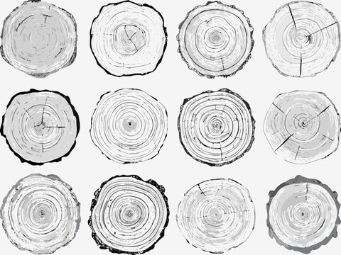 Arrangement of wood cross sections displaying tree rings and natural patterns