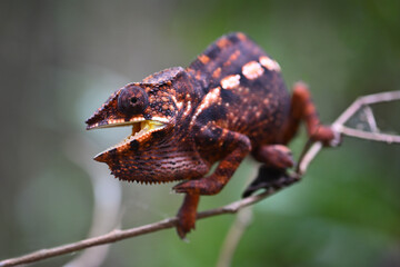 Obraz premium Malagasy Giant Chameleon (Furcifer oustaleti) Extreme Close-Up with Open Mouth and Intense Red Display