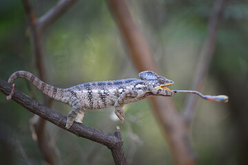 Fototapeta premium Malagasy Giant Chameleon (Furcifer oustaleti) Catching a Cricket with Extended Tongue