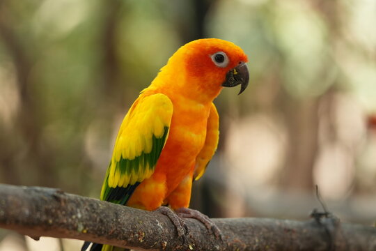 Bright Yellow and Orange Sun Conure Parrot Resting on a Tree Branch