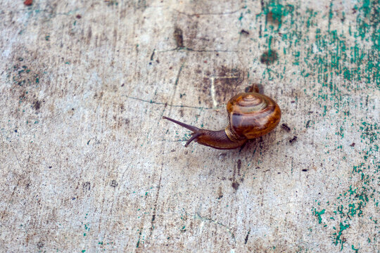 A land snail crawling on a cement wall. Its shell is a brown spiral with a neatly coiled texture and its body looks soft and slimy.                               