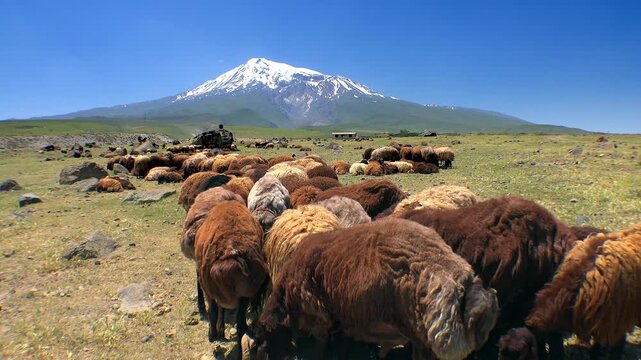 Herd of brown sheep graze at foot of snowcapped Mount Ararat volcano in Turkey plains. Solitary shepherd watches chestnut ewes feeding beside bright peak Agri Dagi, calm Igdir steppe pastureland.