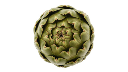 Fototapeta premium Isolated fresh artichoke, a raw vegetable with scale-like petals and a circular, flower shape