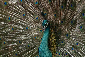 Obraz premium Detailed Close-Up of a Male Peacock Presenting Its Elaborate, Fully Fanned Tail Plumage with Striking Iridescent Colors