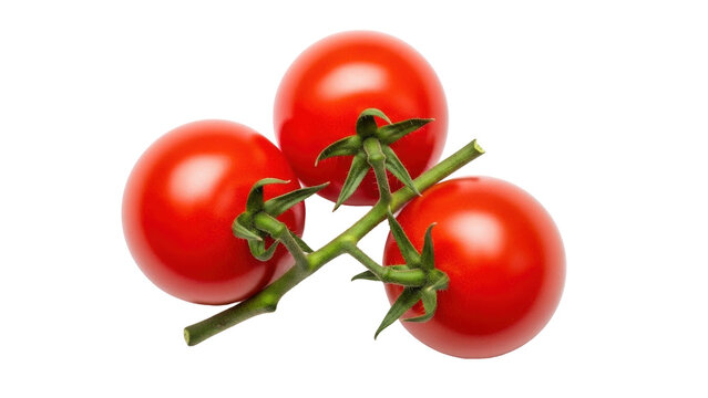 Isolated branch of red tomatoes on the vine, fresh ingredients, cooking, raw, farm to table