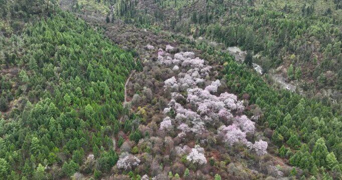 Peach blossom and foggy mountain landscape in tibet, China