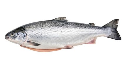 Obraz premium Isolated Atlantic salmon fish, full-length body, uncooked food, fresh seafood for delicious dish
