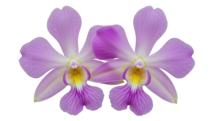 Obraz premium Isolated purple and yellow orchid flowers, delicate blossoms in bloom, floral arrangement