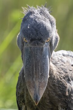 Shoebill (Balaeniceps rex), juvenile, animal portrait, evil eye, swamps of Mabamba, Lake Victoria, Uganda