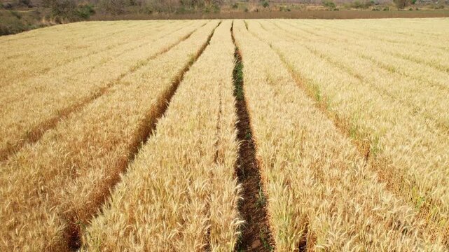 4K aerial drone footage of yellow crops growing in an Indian farm field during sunny weather. Scenic countryside landscape showing ripe agricultural plants,  wheat and grain raw material