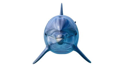 Isolated Bottlenose Dolphin Swimming Upright with Flipper Fins Pointing Downward, Marine Animal © Paula