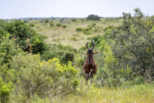 Hartebeest (Alcelaphus buselaphus), Addo Elephant National Park, South Africa
