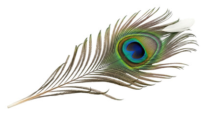 Obraz premium Isolated peacock tail feather with a shimmering eye on a neutral background, luxurious plumage