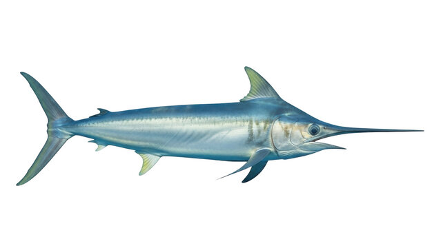 Isolated Swordfish swimming sideways, a predatory marine animal with a distinctive bill and fins