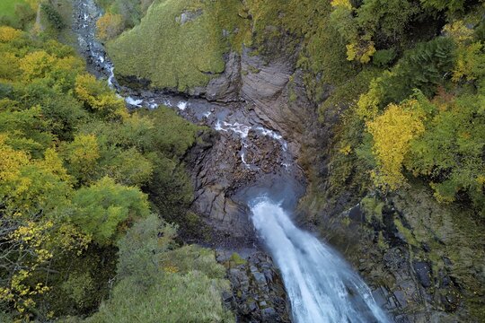 Autumn-coloured sycamore maple (Acer pseudo plantanus), at the Diesbach waterfall, Canton Glarus, Switzerland