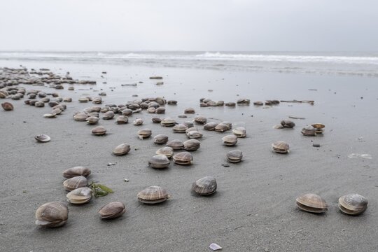 Large pepper mussels (Scrobicularia plana) on the beach, Langeoog, Lower Saxony, Germany