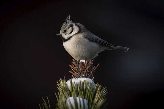 Crested Tit (Parus Scalloped ribbonfish) sitting on branch in pine tree (Pinus) in winter, Korpo or Korppoo, southern Finnish archipelago, Finland