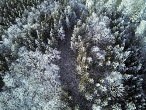 Aerial view of forest in hoarfrost, Horben, Lindenberg, Freiamt, Canton of Aargau, Switzerland