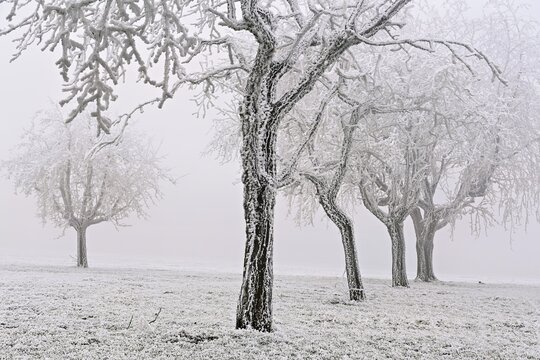 Row of trees with hoarfrost, Lindenberg, Freiamt, Canton of Aargau, Switzerland