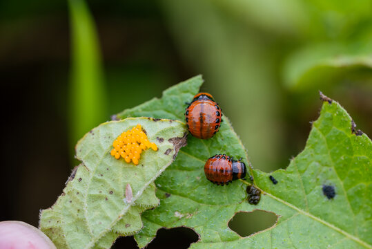 Colorado potato beetle larvae and a cluster of orange eggs infest a green potato leaf, showing signs of insect damage caused by this common agricultural pest
