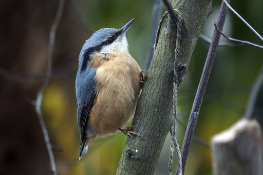 Nuthatch (Sitta europaea) sitting on a branch, Baden-W&uuml;rttemberg, Germany