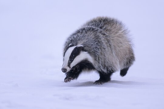 European badger (Meles meles), running in a snowy landscape, Swabian Alb biosphere reserve, Baden-W&uuml;rttemberg, Germany