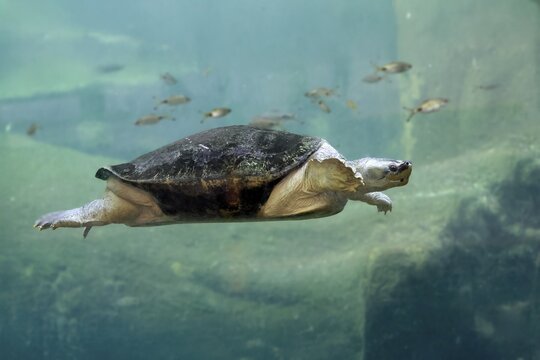 Burmese Roofed Turtle (Batagur trivittata), adult, in water, swimming, Myanmar, Asia, captive