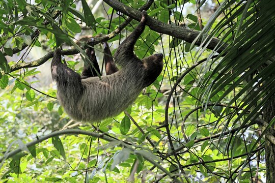 Linnaeus's two-toed sloth (Choloepus didactylus), Unau, adult, in tree, climbing, foraging, Ecuador, South America