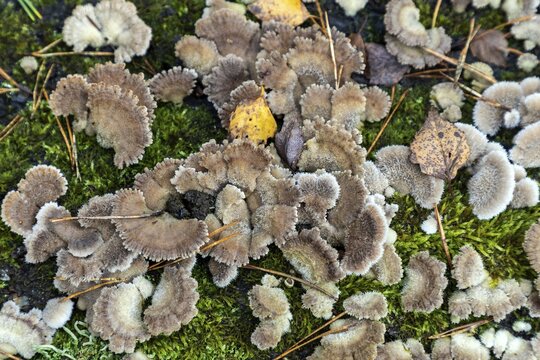 Tree fungus, Split Gill (Schizophyllum commune), on dead tree trunk, Dar&szlig;wald, Dar&szlig;, Fischland-Dar&szlig;-Zingst, National Park Vorpommersche Boddenlandschaft, Mecklenburg-Vorpommern, Germany