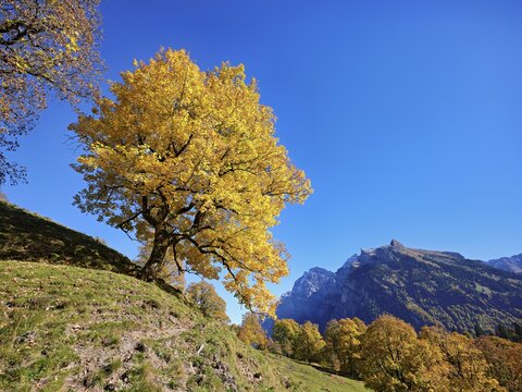 Old sycamore maple (Acer pseudo plantanus), in autumnal discolouration, Canton Glarus, Switzerland