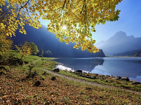 Autumn-coloured sycamore maple (Acer pseudo plantanus), at Obersee, N&auml;fels, Canton Glarus, Switzerland