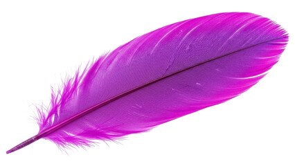 Isolated purple feather lies diagonally across frame, with its delicate, airy texture detail © Nuria