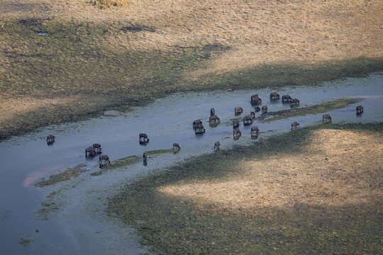 Kaffir buffalo (Syncerus caffer caffer), flock drinking in the river, aerial view, Okavango Delta, Botswana