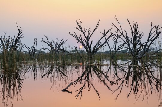 Dead trees are reflected in the river at sunset, Thamalakane River, Okavango Delta, Botswana