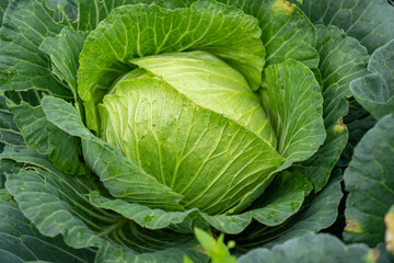Fototapeta premium Green cabbage growing in home vegetable garden