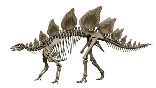 Isolated Stegosaurus skeleton, herbivorous dinosaur with plates and spikes, prehistoric fossil