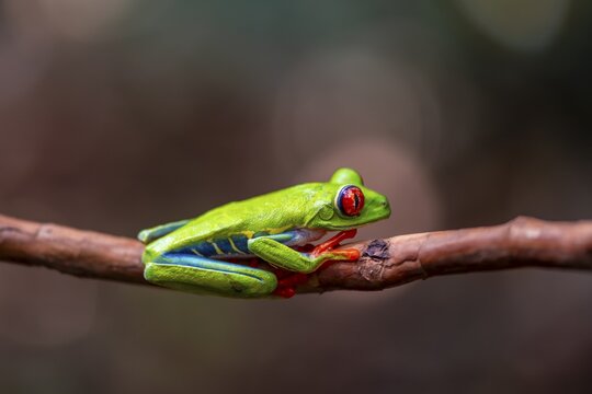 Red-eyed tree frog (Agalychnis callidryas), sitting on a branch, Heredia province, Costa Rica