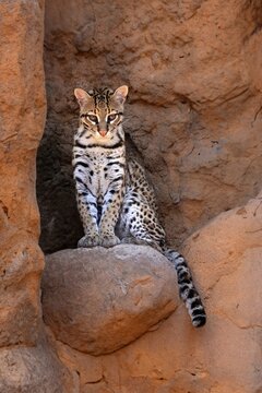 Ocelot (Leopardus pardalis), adult, sitting, at the den, alert, Sonora Desert, Arizona, North America, USA