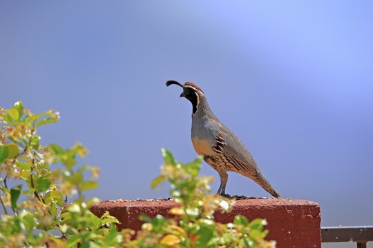 Gambel's quail (Callipepla gambelii), adult, male, alert, Sonoran Desert, Arizona, North America, USA