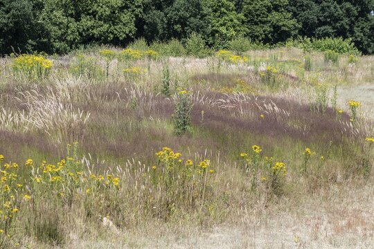 Extensive meadow with St James' ragwort (Senecio jacobaea) and flowering grasses, Emsland, Lower Saxony, Germany