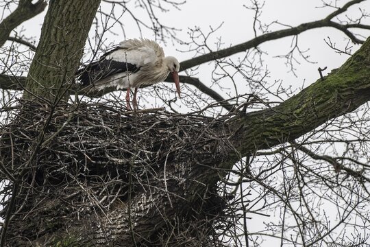 White stork (Ciconia ciconia), nesting in a tree, Nordhorn Zoo, Lower Saxony, Germany