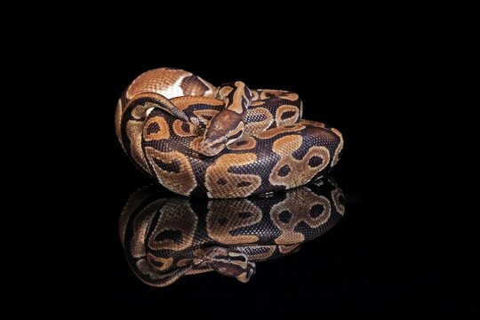 King python, (Python regius), adult, resting, captive, Central Africa, West Africa